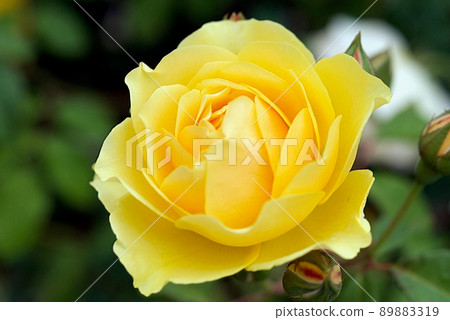 Shikishima Park Rose Garden Yellow Rose Graham Thomas 89883319