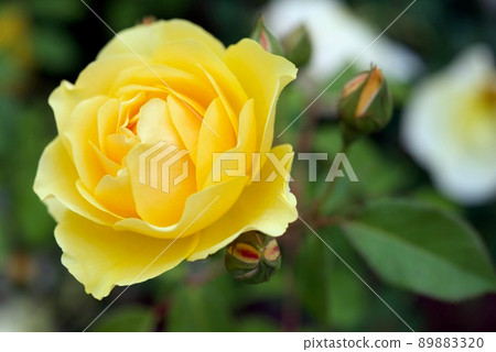 Shikishima Park Rose Garden Yellow Rose Graham Thomas 89883320