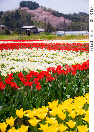 Koino Tulip Field Koino, Hashimoto City, Wakayama Prefecture Koino Tulip Field Koino, Hashimoto City, Wakayama Prefecture 89883583