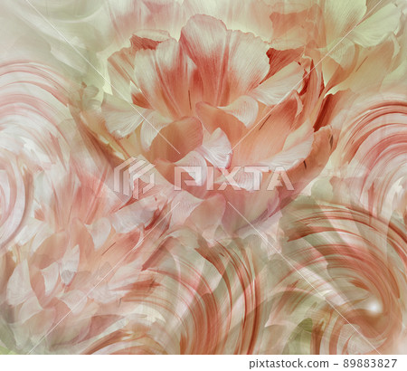 Light red tulip Floral spring background. Closeup. Nature. Light red tulip Floral spring background. Closeup. Nature. 89883827