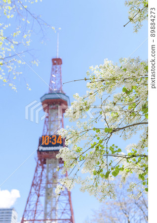 札幌大通公園的丁香和電視塔 89884273