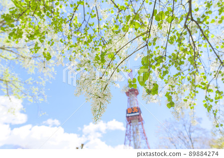 Lilac and TV tower in Sapporo Odori Park 89884274