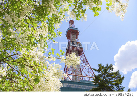 Lilac and TV tower in Sapporo Odori Park Lilac and TV tower in Sapporo Odori Park 89884285