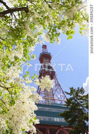 札幌大通公園的丁香和電視塔 89884287