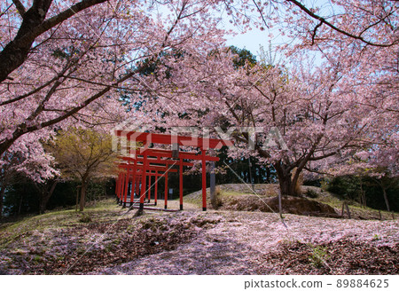 和歌山縣橋本市梅歌大明神櫻花戀野 和歌山縣橋本市梅歌大明神櫻花戀野 89884625