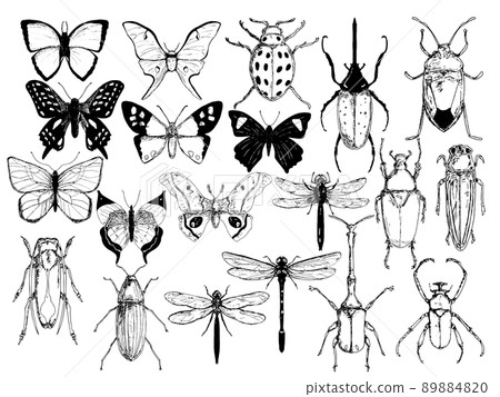 昆蟲 1 的插圖 89884820