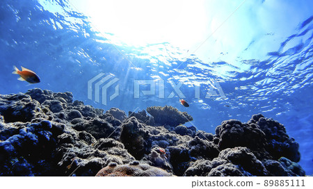 Nishihama Beach underwater photograph of Okinawa Akajima 89885111