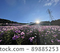 Cosmos field in the sun and blue sky 89885253
