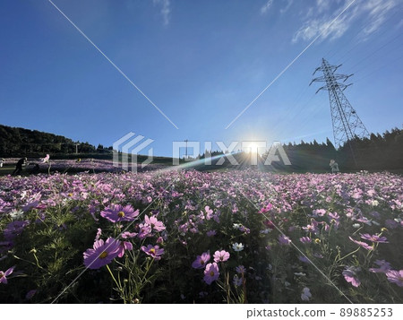 在陽光和藍天的波斯菊領域 89885253