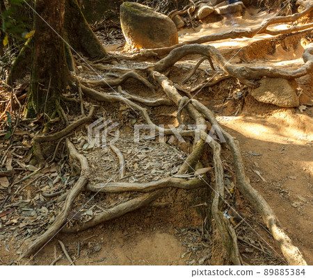 root of the tree. root of the tree. 89885384