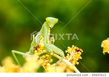 mantis behind macro in leaves mantis behind macro in leaves 89885622