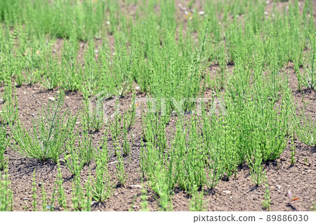Horsetail (horsetail) 89886030