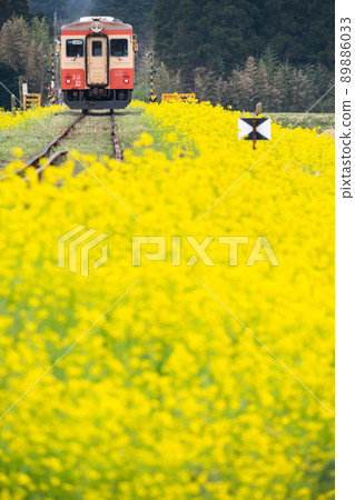 日本風景：大瀧周邊有火車和油菜花的風景 89886033