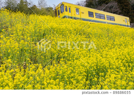 Japanese scenery: Train and rape blossoms between Kazusa Nakagawa station and Kuniyoshi station 89886035