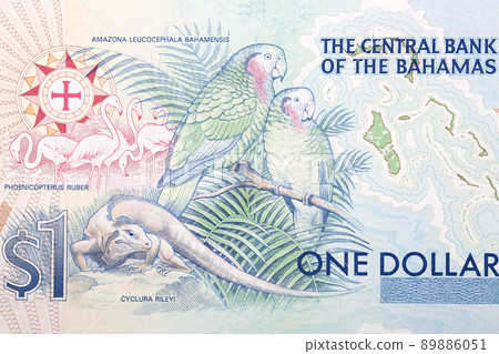 Parrots and lizard from Bahamian money Parrots and lizard from Bahamian money 89886051