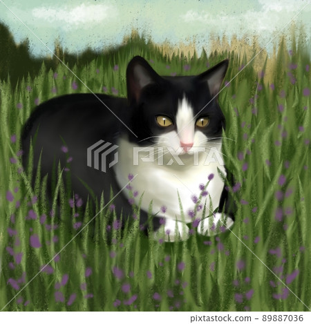 Box sitting cat, Hachiware cat, Hachiware pattern cat, Black and white cat, Flower field and cat, Grass sitting cat, Hachiware box sitting 89887036