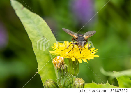 薹飛 薹飛 89887392