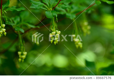 石竹花 89887576