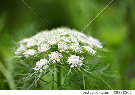 Carrot flower 89888502