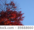 Autumn leaves 89888660