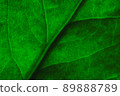 tropical leaves, abstract green leaves texture, nature background. Close-up tree leaf background. Natural background. Macro leaf 89888789