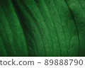 tropical leaves, abstract green leaves texture, nature background. Close-up tree leaf background. Natural background. Macro leaf 89888790