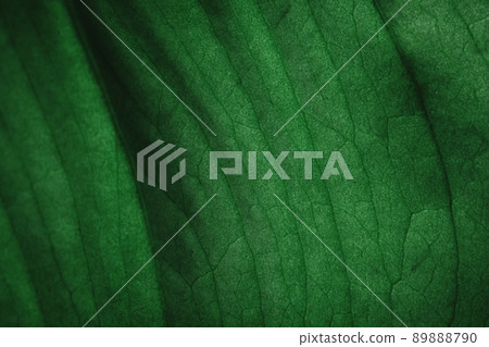 tropical leaves, abstract green leaves texture, nature background. Close-up tree leaf background. Natural background. Macro leaf 89888790