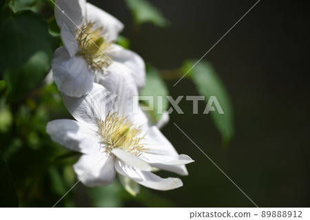 Clematis shining in the morning sun (white) Clematis shining in the morning sun (white) 89888912