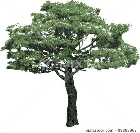 Tree tree 89888962