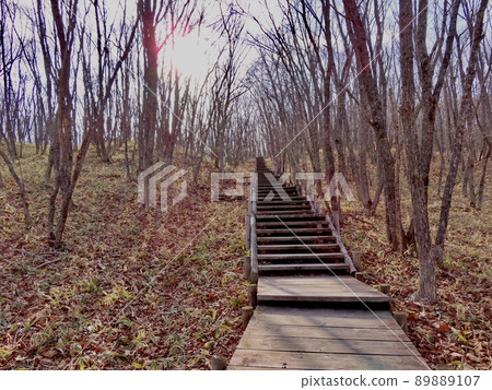 Wooden promenade in Kushiro Wetland Wooden promenade in Kushiro Wetland 89889107