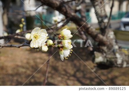 Plum blossom Plum blossom 89889125