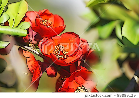 Pastel-like "Chinese quince flower" illustration image Pastel-like "Chinese quince flower" illustration image 89889129