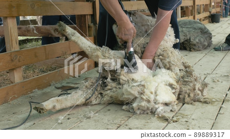 Men shearer shearing sheep at agricultural show in competition. Electric professional sheep manual hair clipper sheep cutting shearing machine. 89889317