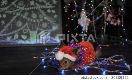 The Toy Terrier is a yellow New Year's dog. 89889351