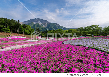 Hitsujiyama Park / Shibazakura no Oka Hitsujiyama Park / Shibazakura no Oka 89889366