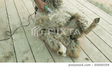 Men shearer shearing sheep at agricultural show in competition. Electric professional sheep manual hair clipper sheep cutting shearing machine. 89889394