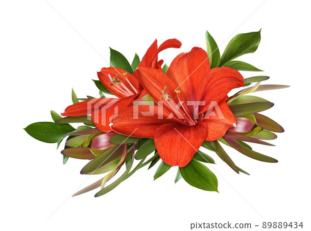 Red amaryllis flowers, leucadendron and ruscuc in a floral arrangement isolated 89889434