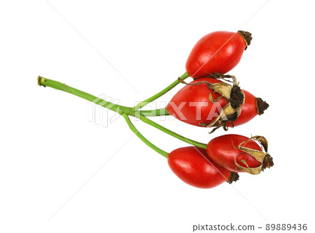 Red berries of wild rose isolated Red berries of wild rose isolated 89889436