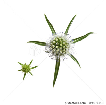 Set of flower and leaves of eryngium isolated 89889440