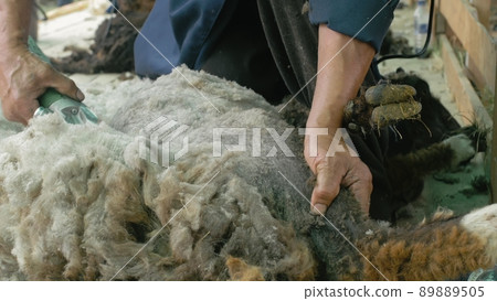 Men shearer shearing sheep at agricultural show in competition. Electric professional sheep manual hair clipper sheep cutting shearing machine. 89889505