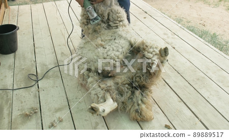 Men shearer shearing sheep at agricultural show in competition. Electric professional sheep manual hair clipper sheep cutting shearing machine. 89889517