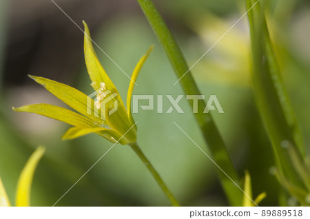 Gagea lutea flowers in spring, close up 89889518