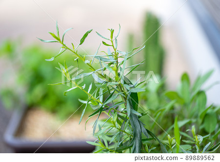 Cooking herb tarragon (herb) hybrid French tarragon for French cuisine Cooking herb tarragon (herb) hybrid French tarragon for French cuisine 89889562