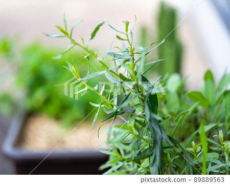 Cooking herb tarragon (herb) hybrid French tarragon for French cuisine 89889563