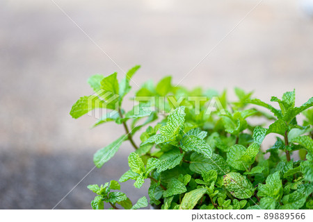 Cooking herbs Spearmint Refreshing flavor and aroma Cooking herbs Spearmint Refreshing flavor and aroma 89889566