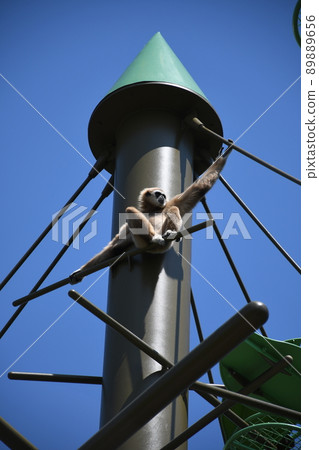 Tower monkey 89889656