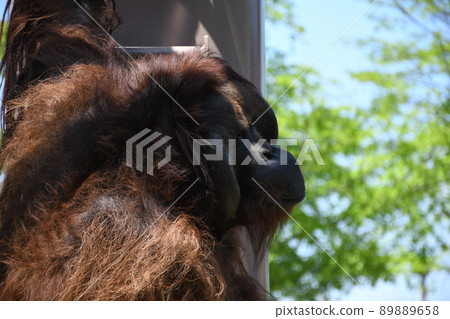 Orangutan face up Orangutan face up 89889658