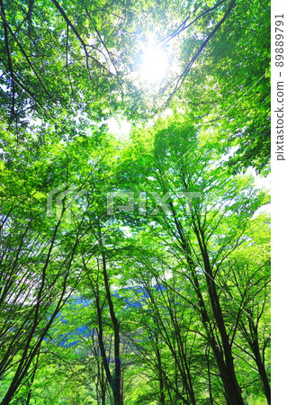 fresh green forest fresh green forest 89889791