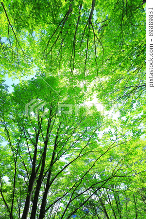 fresh green forest 89889831