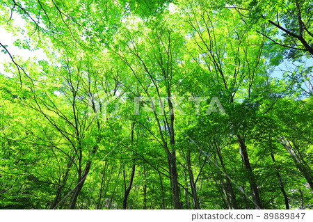 fresh green forest fresh green forest 89889847